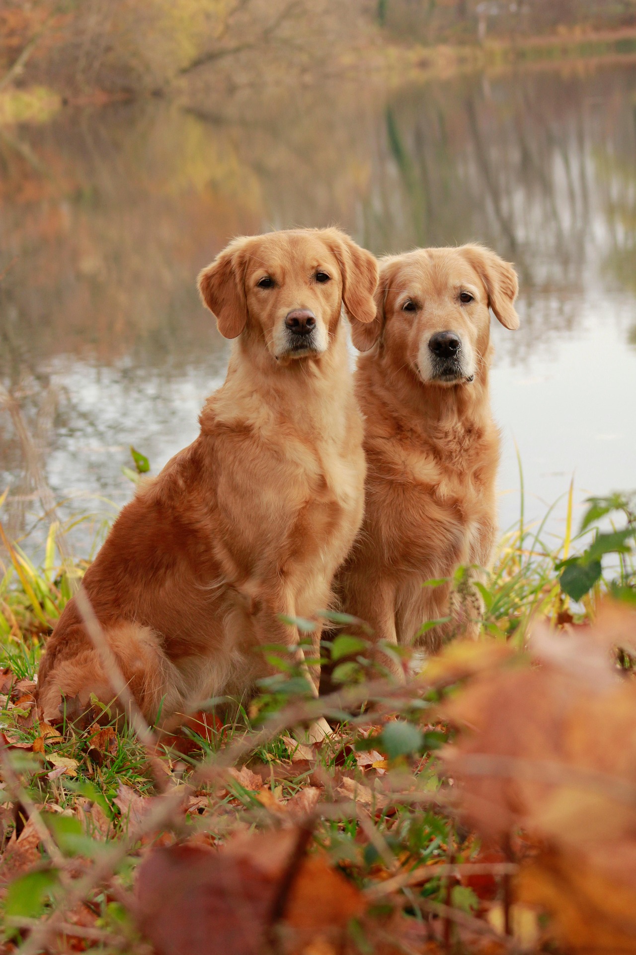 Sporting Group Breeds