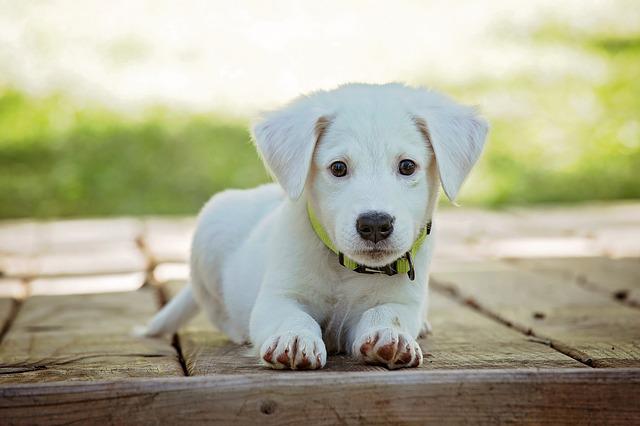 PRECAUTIONS TO TAKE WITH PUPPIES FOR SALE SHOP PRECAUTIONS TO TAKE WITH PUPPIES FOR SALE SHOP
