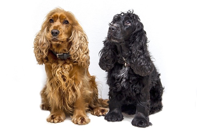 Cocker Spaniel | Sporting Group Dog Breed