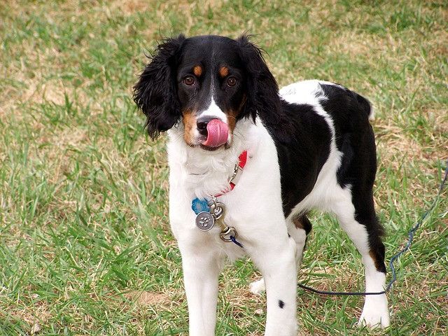 English Springer Spaniel | Sporting Group Dog Breed