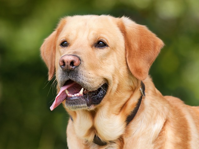 Labrador Retriever | Sporting Group Dog Breed