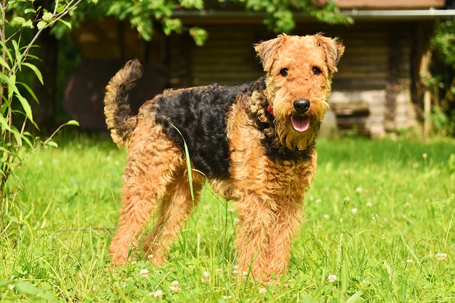 Airedale Terrier | Terrier Group Breed
