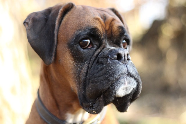 Boxer | Working Group Breed