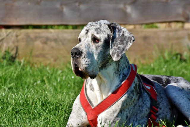 Great Dane | Working Group Breed Great Dane | Working Group Breed