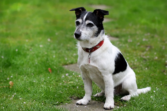Jack Russell Terrier | Terrier Group Breed