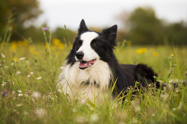 Border Collie | Herding Group Breed