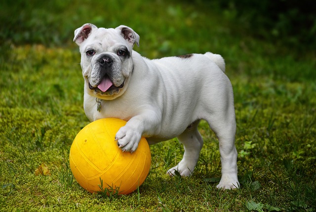 Bulldog | Non-Sporting Group Breed Bulldog | Non-Sporting Group Breed
