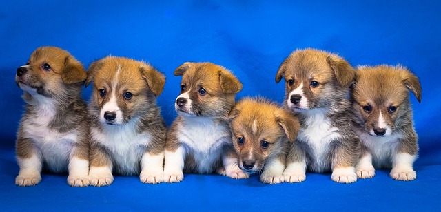 Pembroke Welsh Corgi | Herding Group Breed