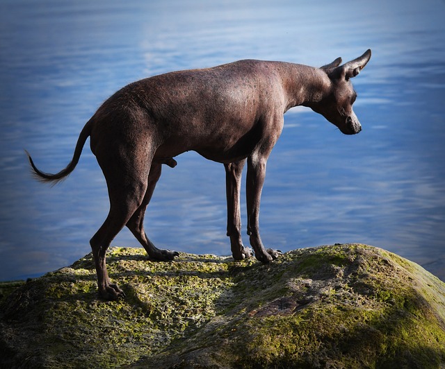 Xoloitzcuintli: The Ancient Dog of the Aztecs Xoloitzcuintli: The Ancient Dog of the Aztecs