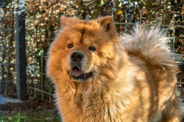 Chow Chow | Non-Sporting Group Breed Chow Chow | Non-Sporting Group Breed