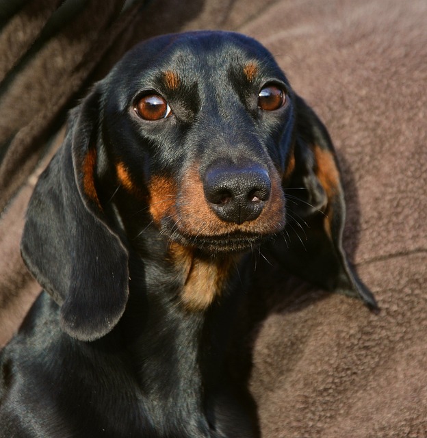 Dachshund | Hound Group Dog Dachshund | Hound Group Dog