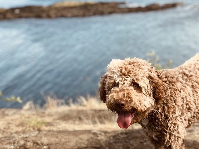 Discovering the Lagotto Romagnolo: A Versatile and Adorable Breed Discovering the Lagotto Romagnolo: A Versatile and Adorable Breed