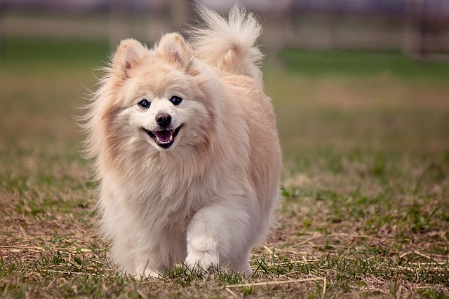 Pomeranian | Toy Group Breed Pomeranian | Toy Group Breed