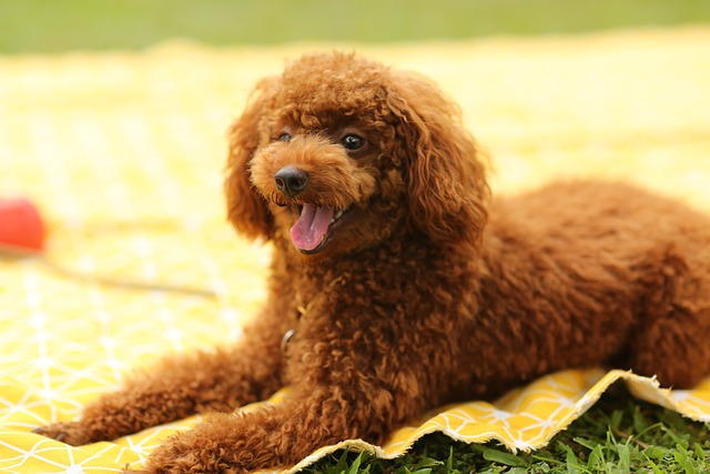 Poodle | Non-Sporting Group Breed Poodle | Non-Sporting Group Breed