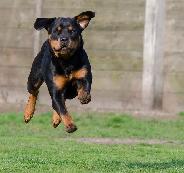 Rottweiler | Working Group Dog