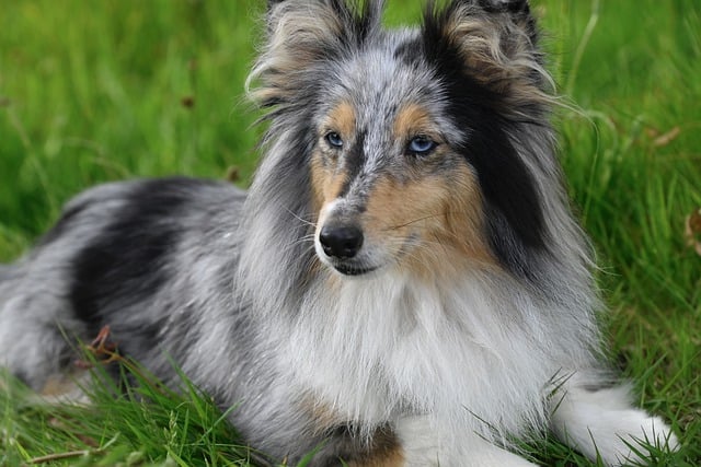 Shetland Sheepdog | Herding Group Breed Shetland Sheepdog | Herding Group Breed