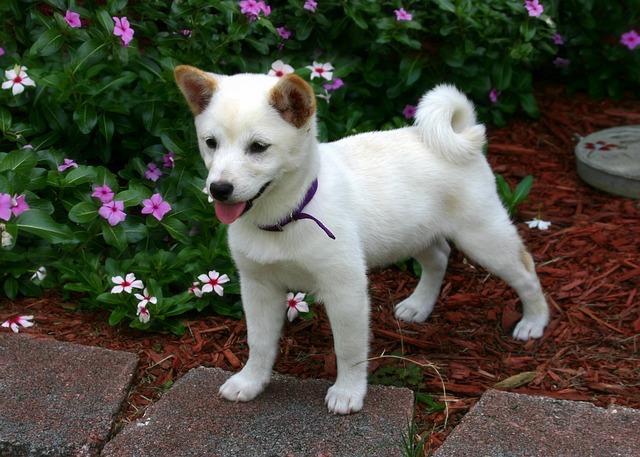 Shiba Inu | Non-Sporting Group Breed Shiba Inu | Non-Sporting Group Breed
