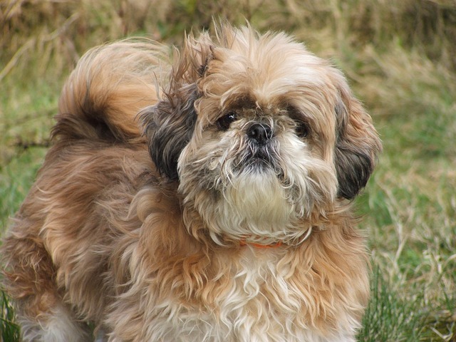 Shih Tzu | Toy Group Breed Shih Tzu | Toy Group Breed