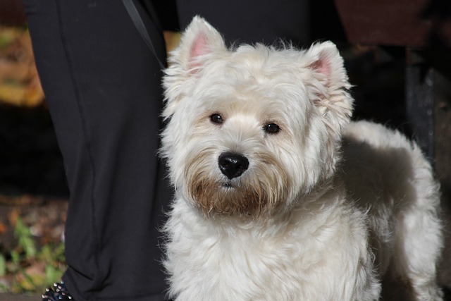 West Highland White Terrier | Terrier Group Breed