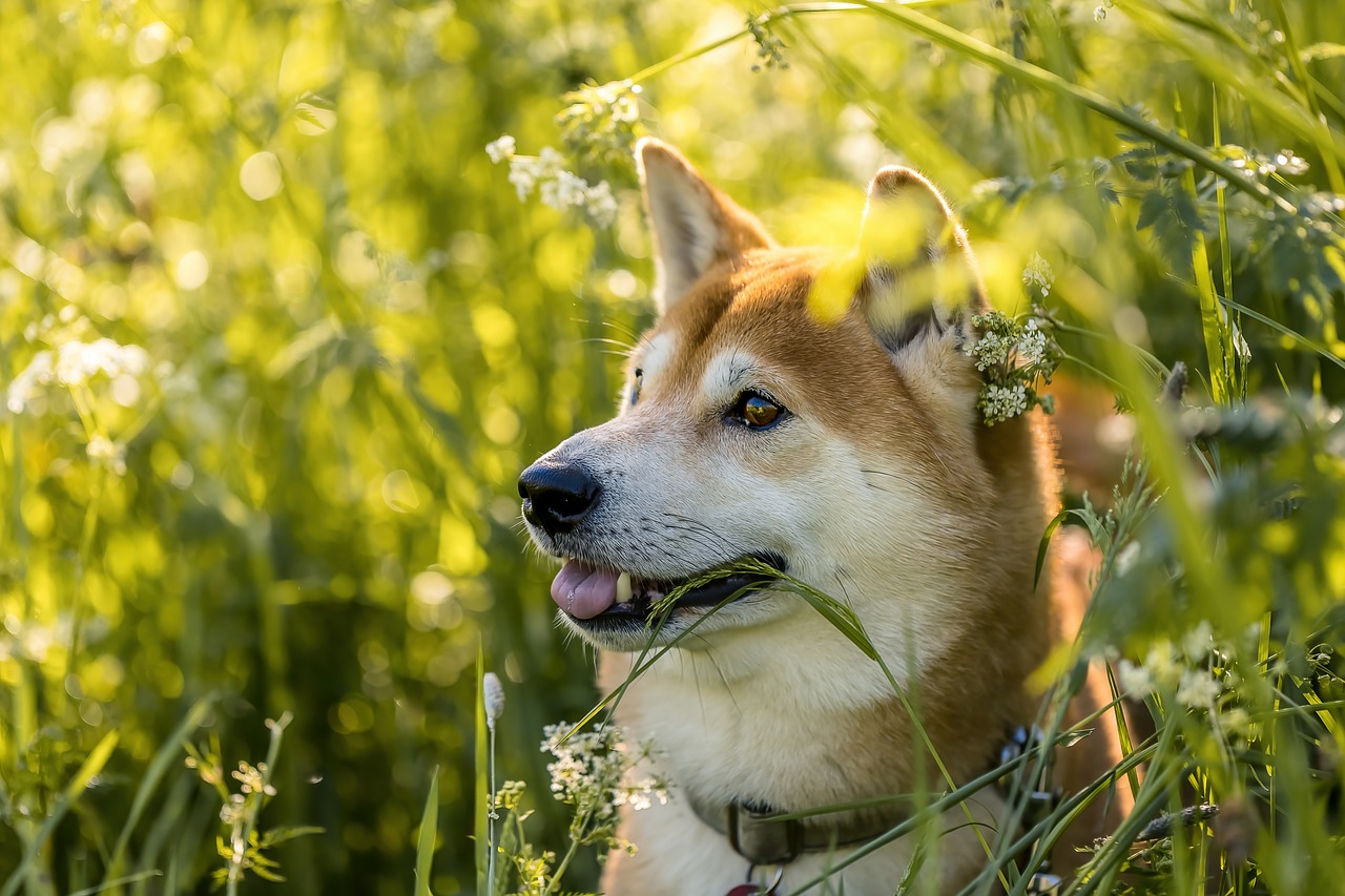 Why Dogs Eat Grass: Myths, Facts, and Insights for Dog Owners Why Dogs Eat Grass: Myths, Facts, and Insights for Dog Owners
